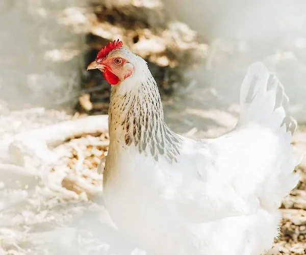 Bed and breakfast A Chjusellina Corte (Corsica)