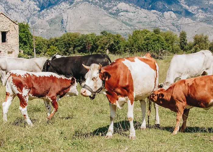 Bed and breakfast A Chjusellina 3*