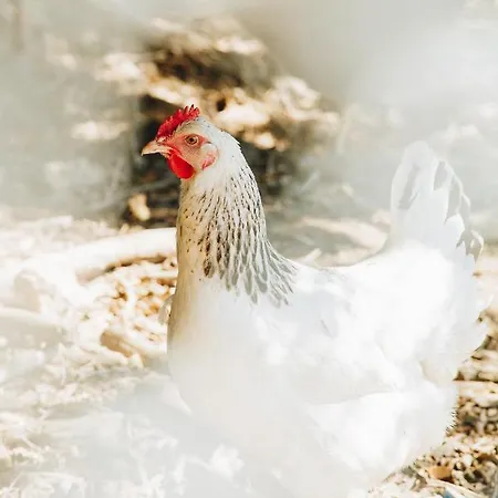 Panzió A Chjusellina Corte