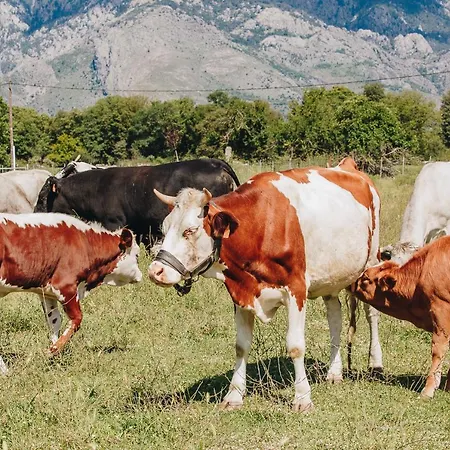 Bed and Breakfast A Chjusellina 3*